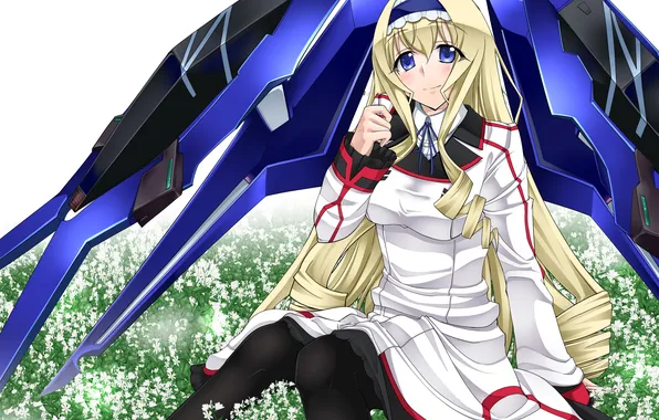 Female, Single, Infinite Stratos, Cecilia Alcott