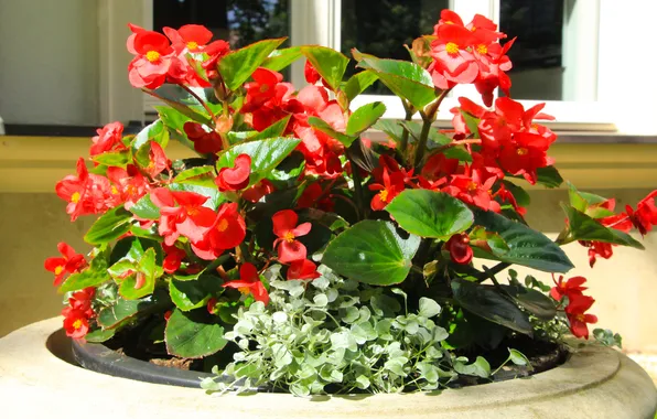 Flower, leafs, blooming