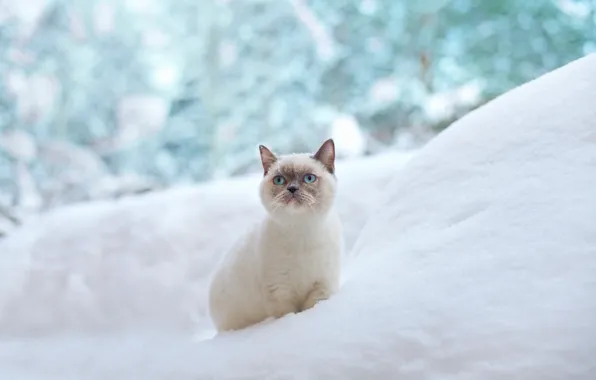 Картинка зима, кошка, снег, голубые глаза, сугроб