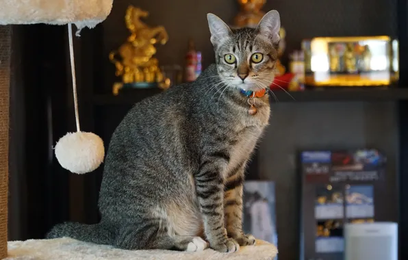 Кошка, кот, взгляд, комната, сидит, бомбошка