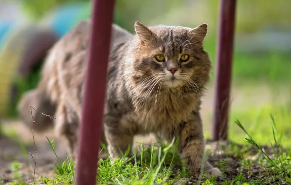 Зелень, кошка, трава, кот, взгляд, природа, трубы, котенок