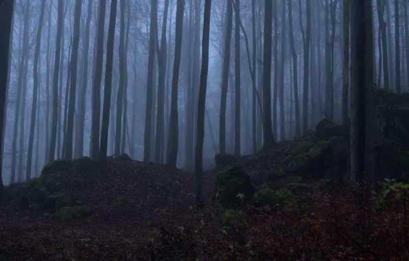 Лес, деревья, природа, туман, камни, мох, Niklas Hamisch