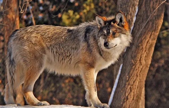 Nature, predator, animal, wolf, wildlife, portrait, portrait., Canis lupus. face