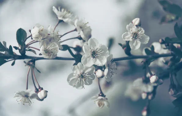 Листья, цветы, ветки, природа, сакура, flowers, лепести