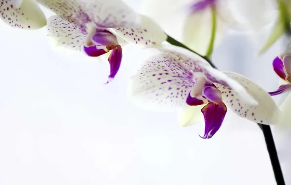 Цветы, белая, орхидея, фаленопсис