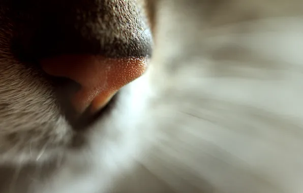 Кот, усы, макро, нос