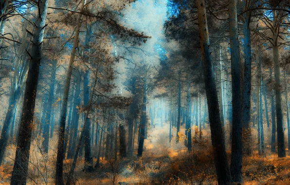 Картинка лес, деревья, яркость