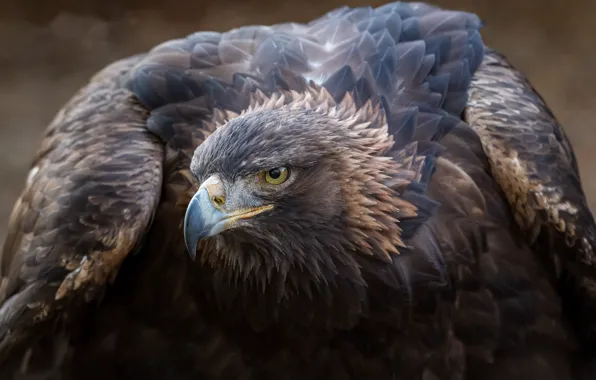 Птица, Golden eagle, Aquila chrysaetos