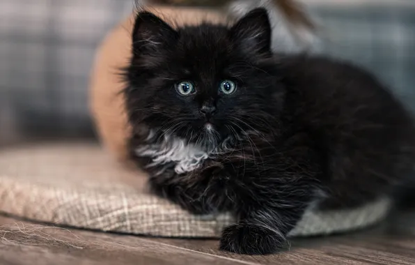 Кошка, взгляд, поза, котенок, черный, доски, пушистый, мордашка