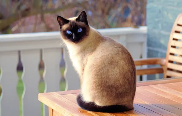 Картинка кошка, усы, взгляд, стол, мордочка, уши, голубые глаза, сидит