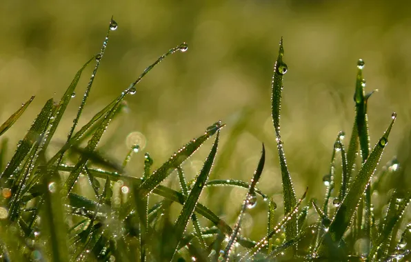 Картинка лето, трава, капли, свет, роса, утро