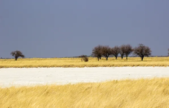 Savanna, Namibia, Africa, cloudy