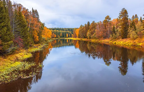 Forest, trees, water mirror