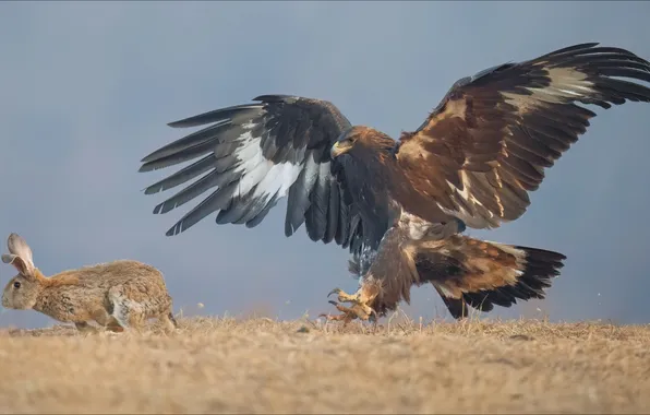 Животные, птица, заяц, хищник, охота, орёл, два