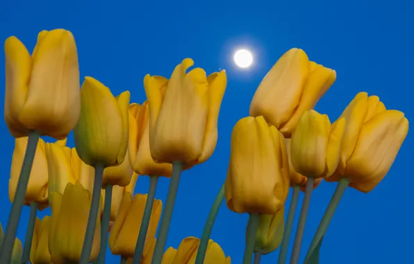 Картинка небо, луна, лепестки, стебель, тюльпаны