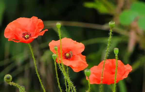 Red, flower, poppy