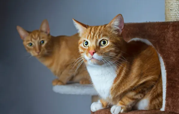 Кот, взгляд, кошки, фон, коты, рыжий, два, кошкин дом