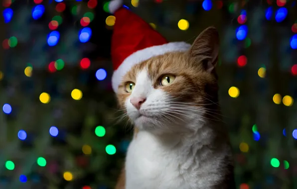 Картинка кот, праздник, рыжий, колпак