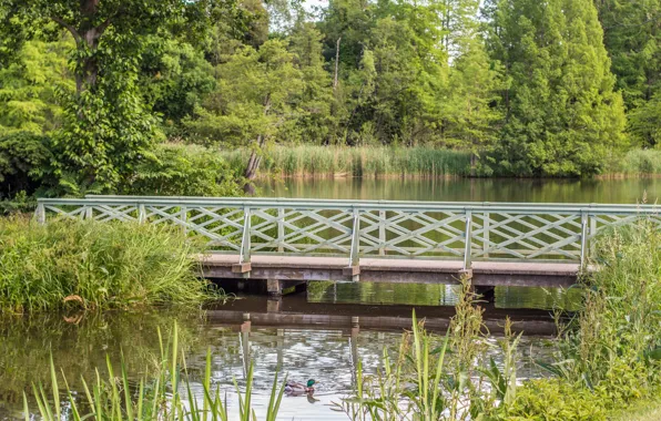 Картинка деревья, мост, озеро, Nature, утка, trees, bridge, lake