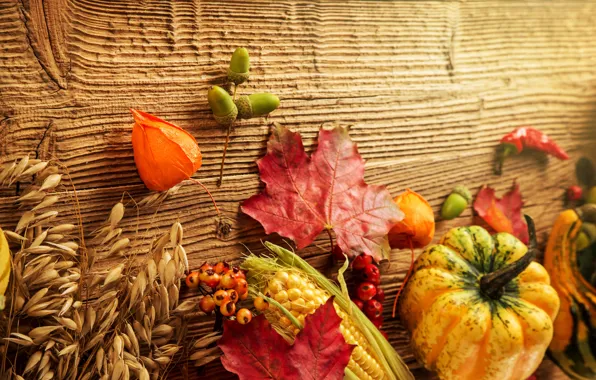 Осень, листья, ягоды, дерево, кукуруза, урожай, тыква, желуди