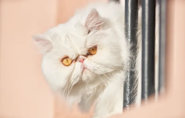 Взгляд, мордочка, белая, пушистая, Персидская кошка