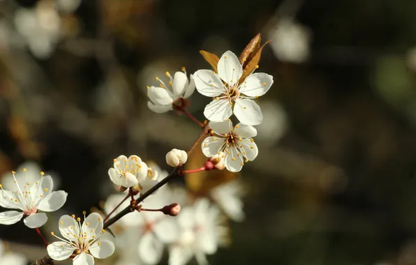Flower, spring, twig