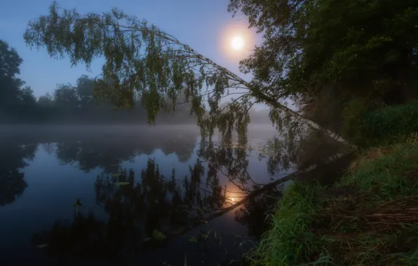 Солнце, река, утро, береза