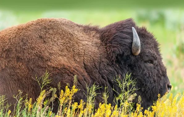 USA, Wyoming, Grand Teton National Park, American bison