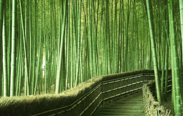 Зелень, бамбук, Япония
