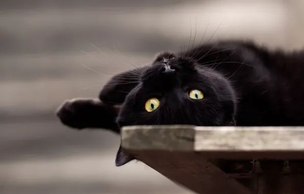 Картинка глаза, взгляд, мордочка, котейка, чёрный кот