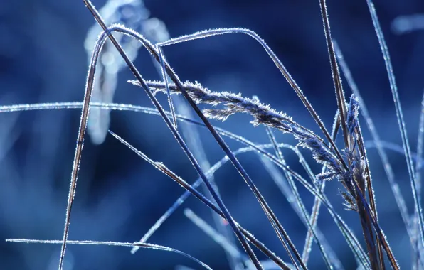 Grass, field, cold, hoarfrost