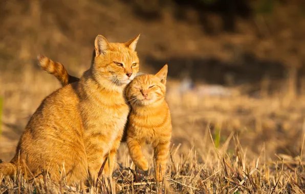 Картинка кошка, лето, котенок, фон, рыжая