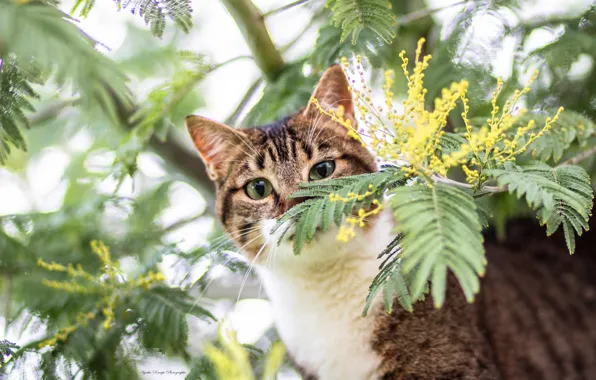 Кошка, кот, взгляд, листья, цветы, ветки, природа, поза