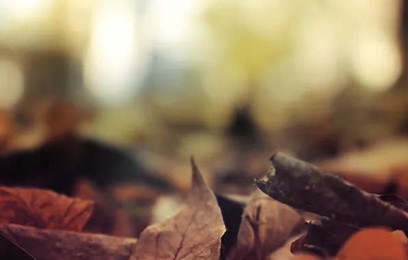Картинка осень, листья, листва, forest, river, trees, landscape, nature