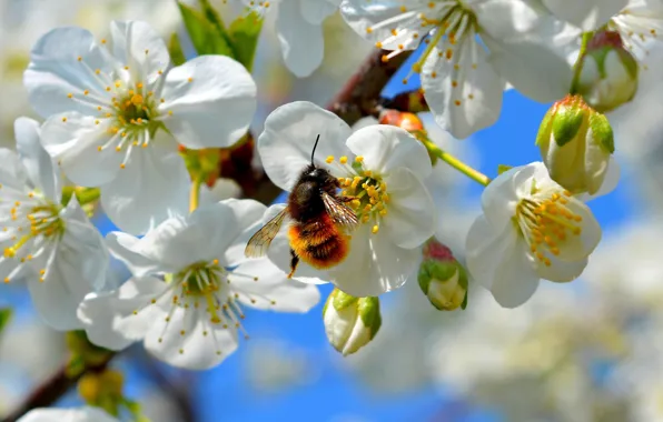 Картинка макро, цветы, пчела, ветка, весна, насекомое, шмель, яблоня