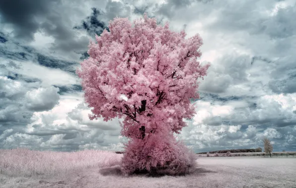 Картинка white, trees, pink, clouds, infrared, surreal, pastel