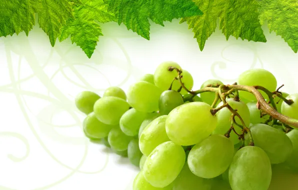 Картинка лист, виноград, гроздь