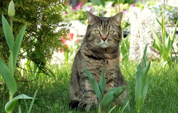 Картинка кошка, цветы, весна, клумба, киса, коте