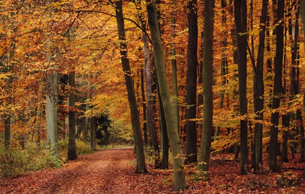 Дорога, деревья, осень, лес, листья