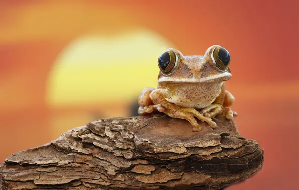 Закат, лягушка, кора