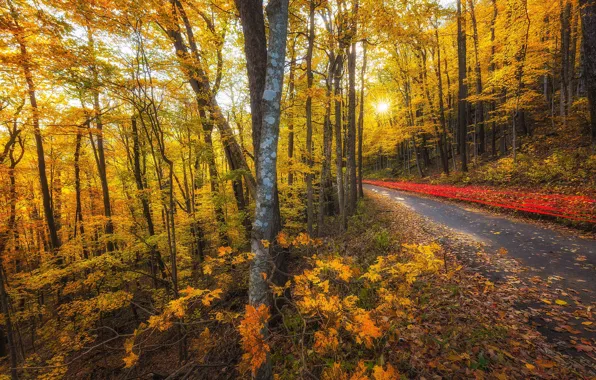 Картинка дорога, осень, лес, листья, солнце, деревья, ветки, парк