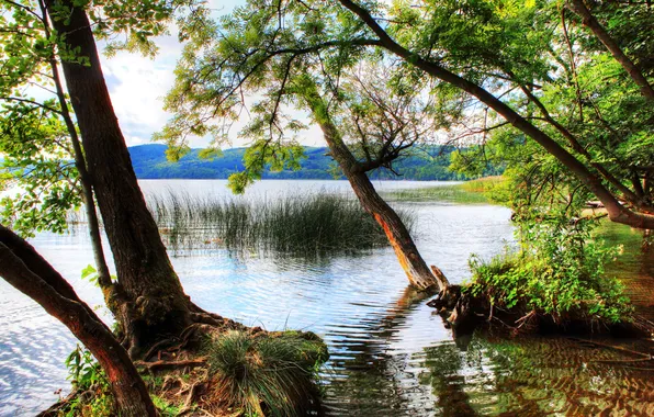 Картинка лес, небо, вода, облака, деревья, пейзаж, горы, природа