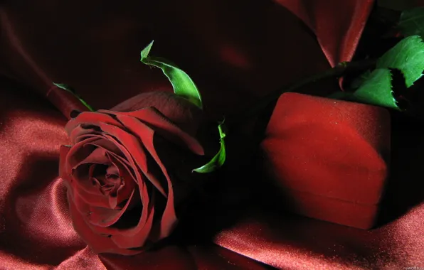 Подарок, роза, красная, футляр
