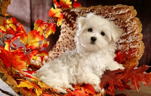 Картинка осень, белый, листья, собака, щенок, кора