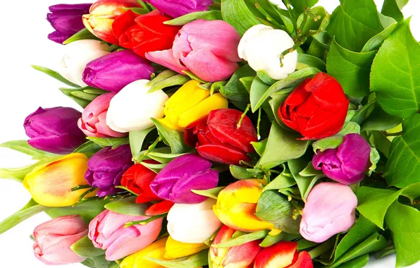 Цветы, яркие, красота, букет, лепестки, фиолетовые, тюльпаны, красные