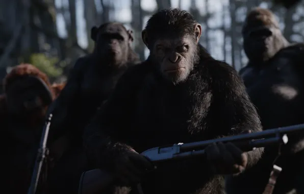 Cinema, gun, monkey, forest, weapon, movie, gorilla, shotgun