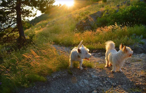 Dogs, Вест хайленд вайт терьер, Собачки