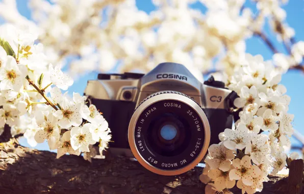 Картинка цветы, камера, фотоаппарат