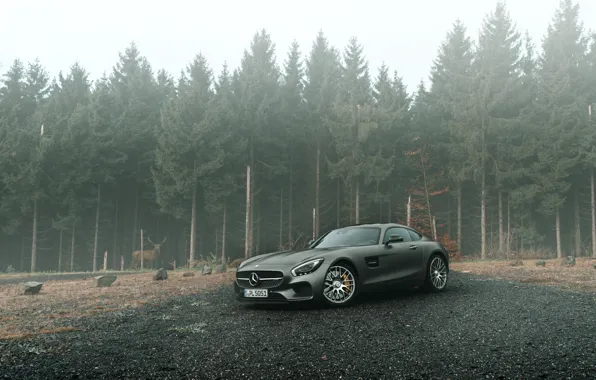 Mercedes-Benz, Front, AMG, Grey, Supercars, Forest, GT S