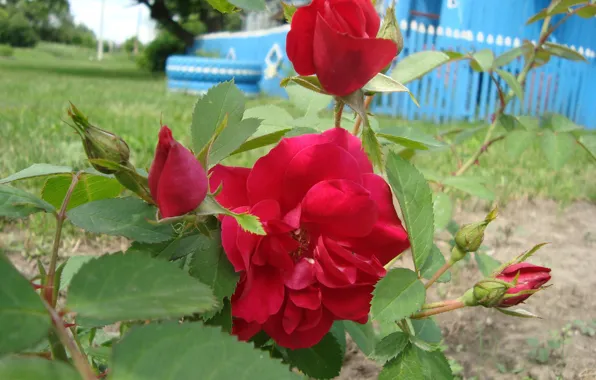Розы, май, воспоминания о весне